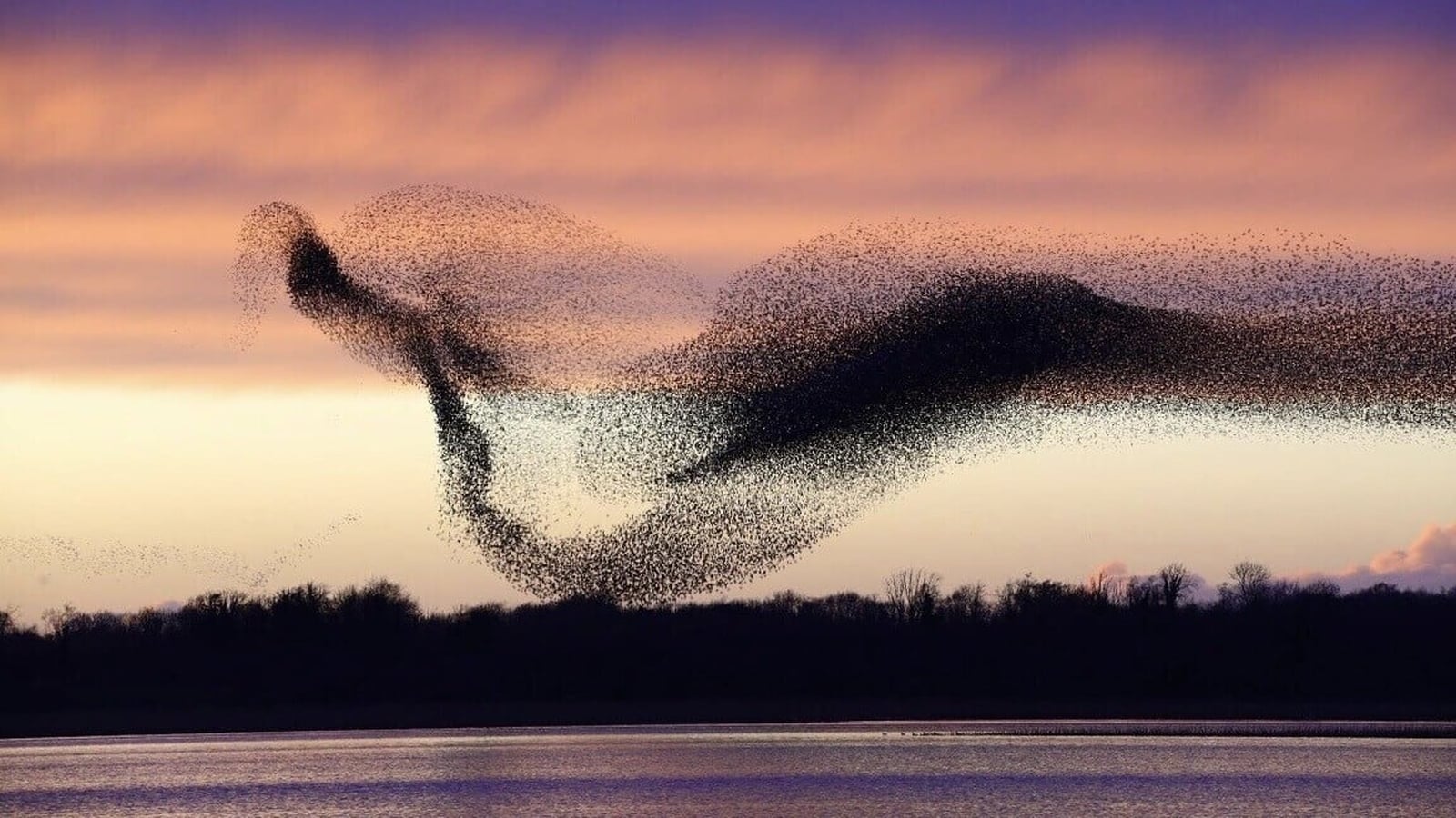 Rise of 'murmuration tourism' brings boost to Co Westmeath