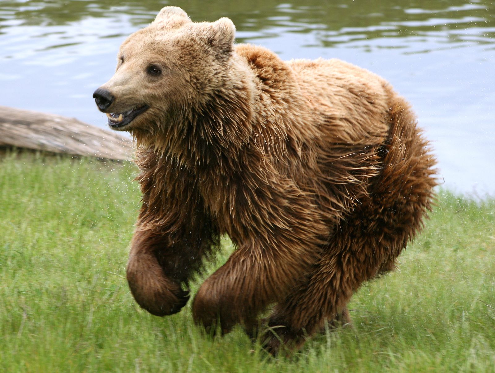Ireland&rsquo;s &lsquo;Kerry Cow&rsquo; Bones Are Actually Wild Boar and Bear, Shaking Up the Story of Farming&rsquo;s Arrival on the Island